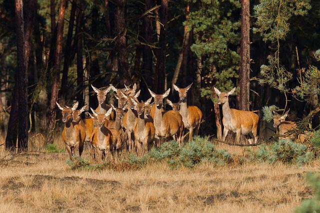 41 Hoge Veluwe, edelherten.jpg